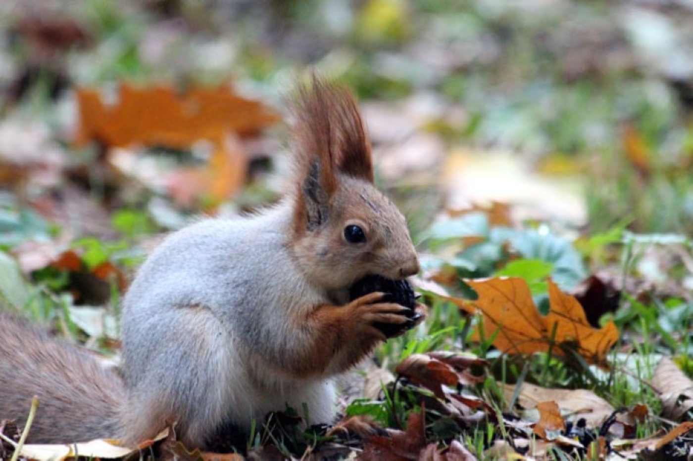 Погода 4 сентября: преимущественно без осадков, слабый туман и до +30 °С