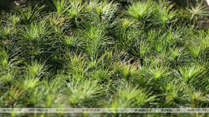 В Минской области во время акции "Аднавім лясы разам!" будут восстанавливать леса после буреломов