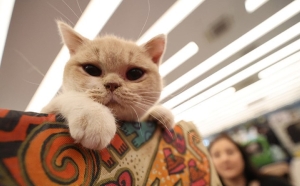 Международная выставка кошек проходит в Минске