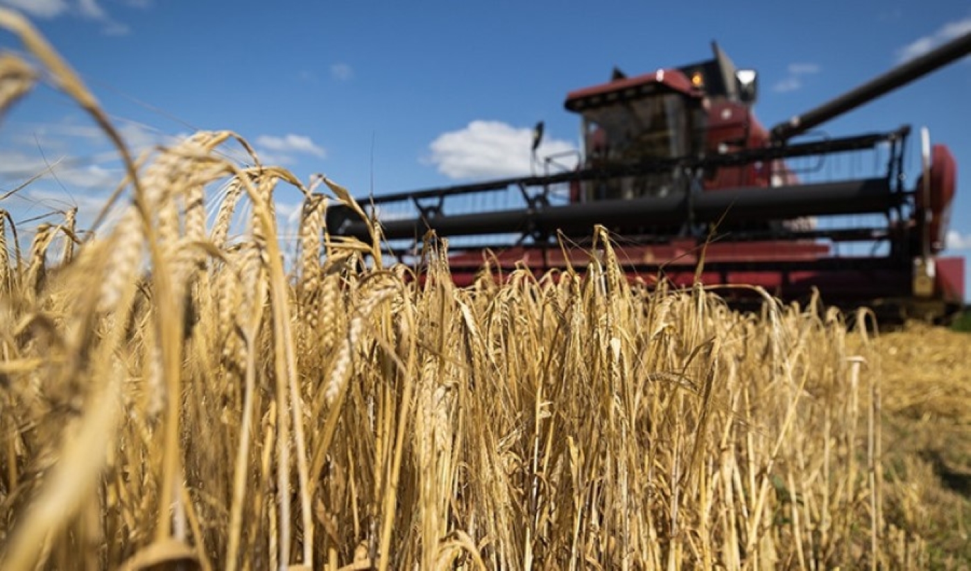 Аграрии Минщины первыми в стране приступили к уборке озимого ячменя