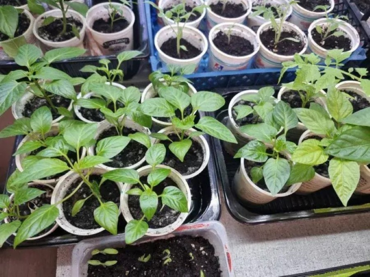 Как не погубить рассаду за неделю до высадки: правила, о которых молчат продавцы семян