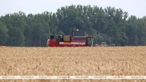 Какие культуры Минской области больше всего пострадали от весенних заморозков
