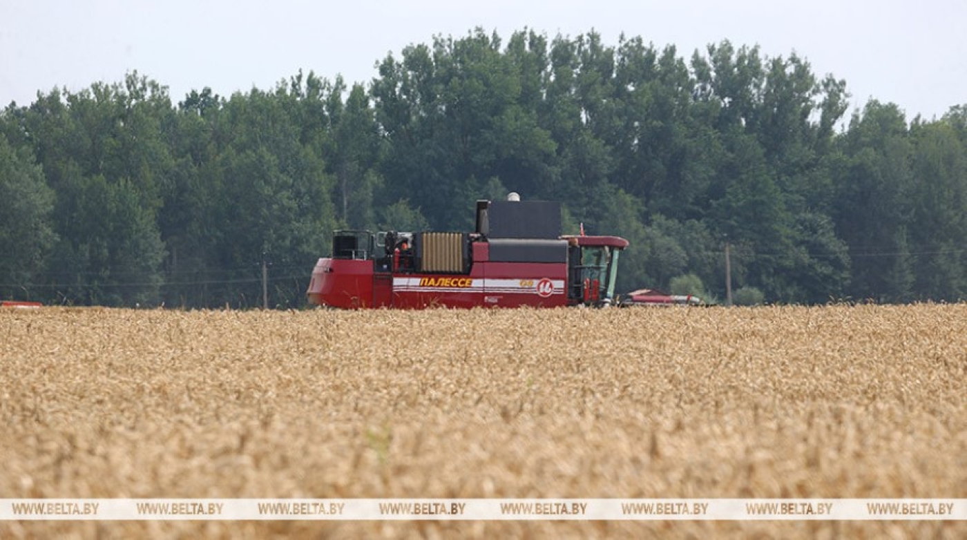 Какие культуры Минской области больше всего пострадали от весенних заморозков