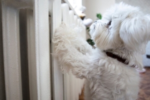 Когда отключают отопление? Сроки и условия разъяснили в "Белэнерго"