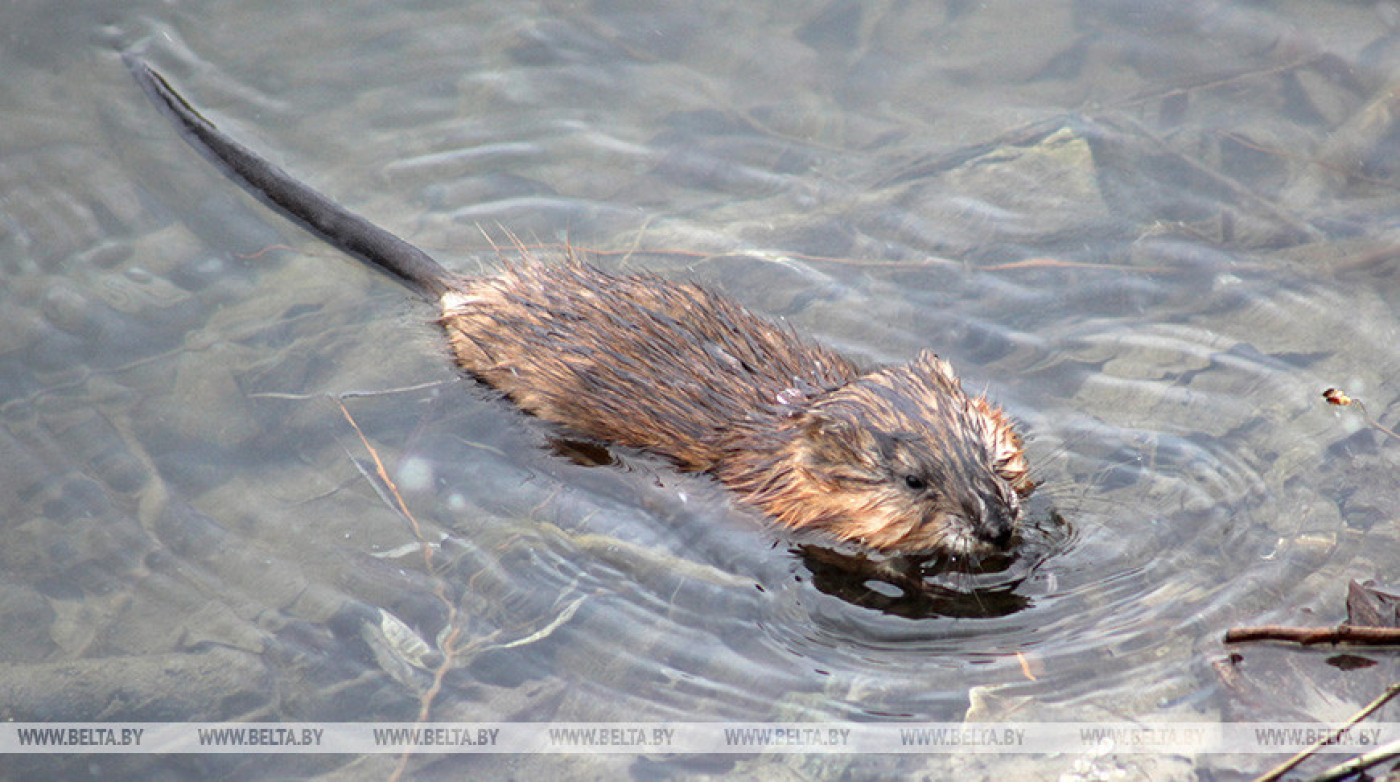 Сезон охоты на бобра и выдру открыт в Беларуси