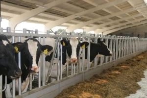 Брестская область преодолела рубеж по суточному удою молока на одну корову в 22 л