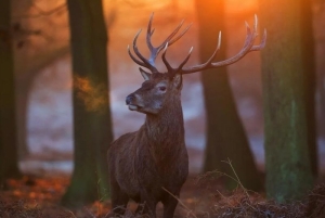 За незаконную охоту наступила ответственность