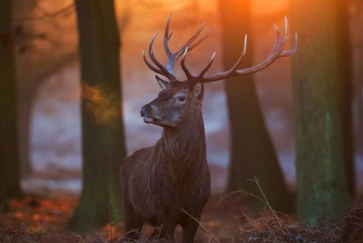 За незаконную охоту наступила ответственность