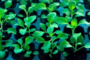 Эти растения нужно посадить в феврале на рассаду – не медлите