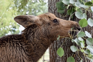 Что делать и куда обращаться, если дикое животное забрело в город или деревню?