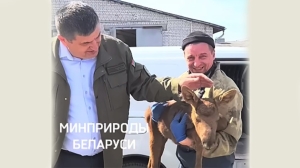 Спасенному при лесном пожаре в Вороновском районе лосенку нашли дом