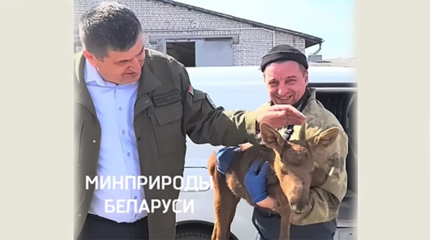 Спасенному при лесном пожаре в Вороновском районе лосенку нашли дом