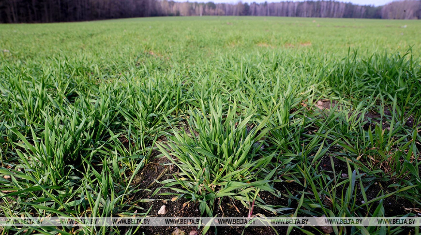 Белгидромет: посевы после перезимовки находятся в удовлетворительном и хорошем состоянии