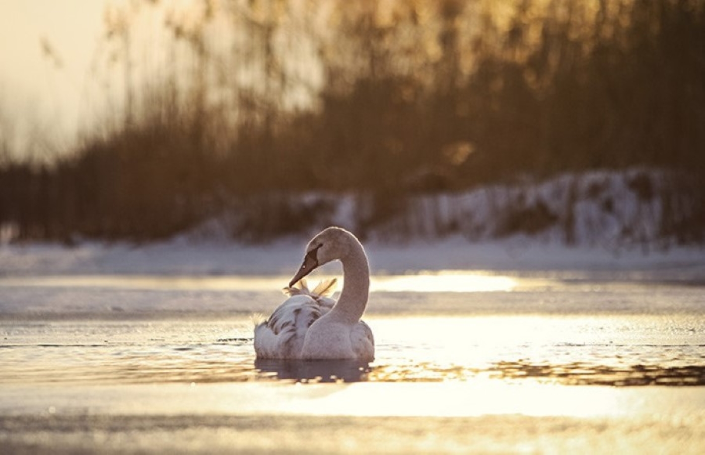 Водолазы спасательной станции в Лиде помогли раненому лебедю
