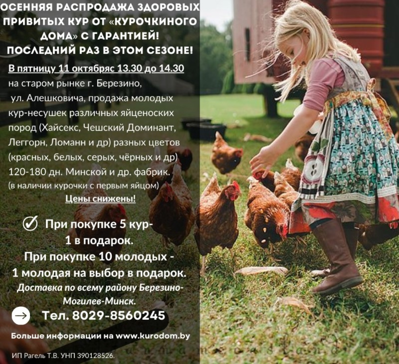 Осенняя Распродажа здоровых привитых кур от Курочкиного Дома с гарантией! Последний раз в этом сезоне!