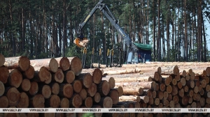 Лукашенко поручил за будущий год восстановить лесонасаждения на пострадавших от стихии территориях