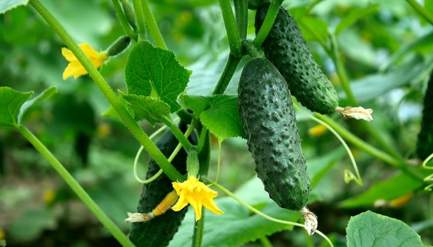 Как вырастить негорькие огурцы? Советы огородников