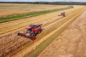 Белорусские аграрии с учетом рапса намолотили более 4,2 млн тонн зерна