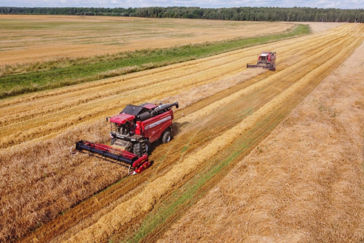 Белорусские аграрии с учетом рапса намолотили более 4,2 млн тонн зерна