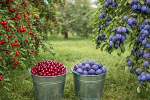 Вишня и слива умоляют об этой подкормке в апреле: превратите их в урожайные вёдра, а не в зелёные джунгли