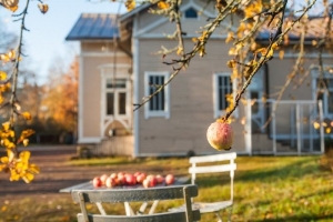 Витамины для сада. Чем подкормить фруктовые деревья в преддверии холодов