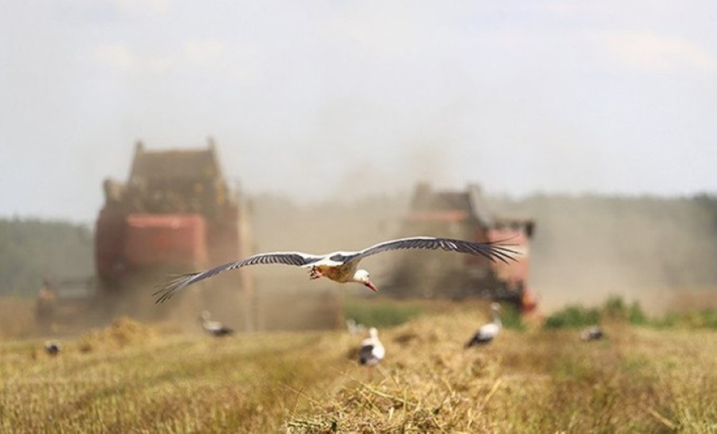В Беларуси намолотили 2 млн тонн зерна