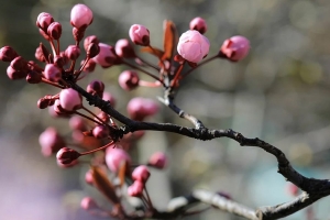 Погода в Беларуси 22-23 апреля: преимущественно без осадков и до +17 °С