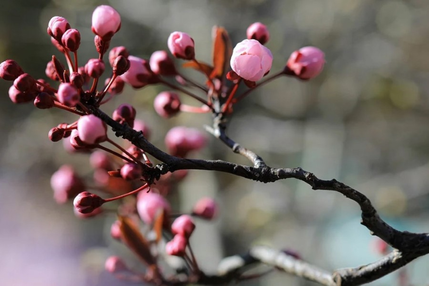 Погода в Беларуси 22-23 апреля: преимущественно без осадков и до +17 °С