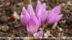 До +19°С и местами дожди ожидаются в Беларуси 16 сентября