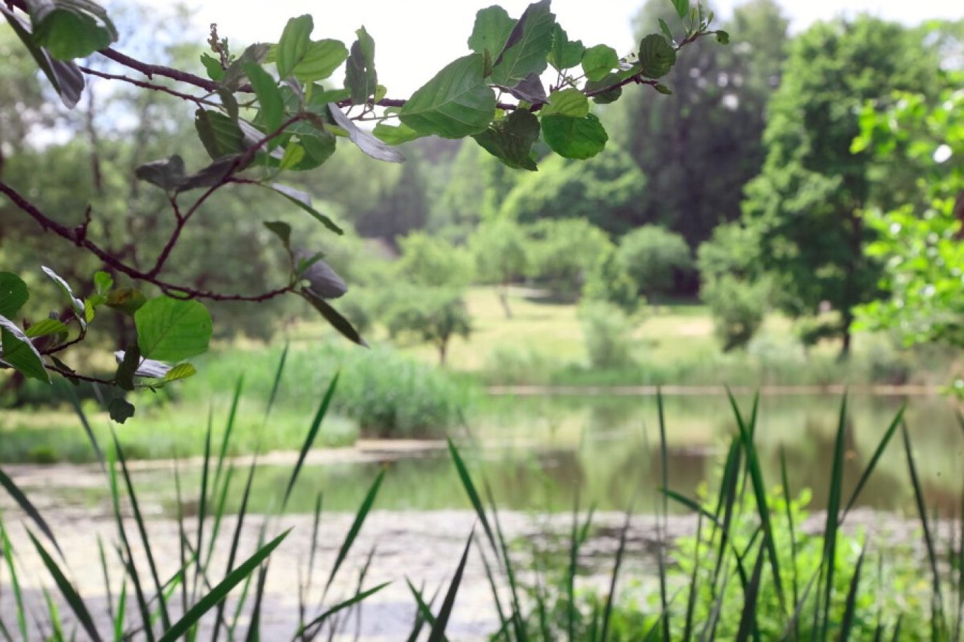 До +24°С будет сегодня в Беларуси