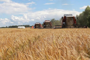 С какими результатами аграрии Минщины встречают областные «Дажынкі»