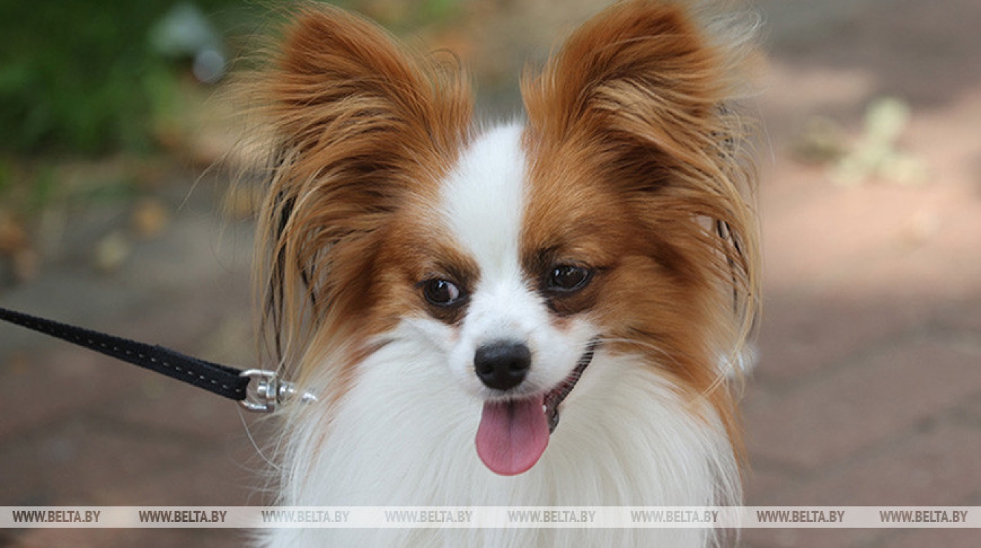 В Минске проводится бесплатная вакцинация домашних питомцев от бешенства