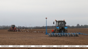 В Беларуси начали сеять сахарную свеклу