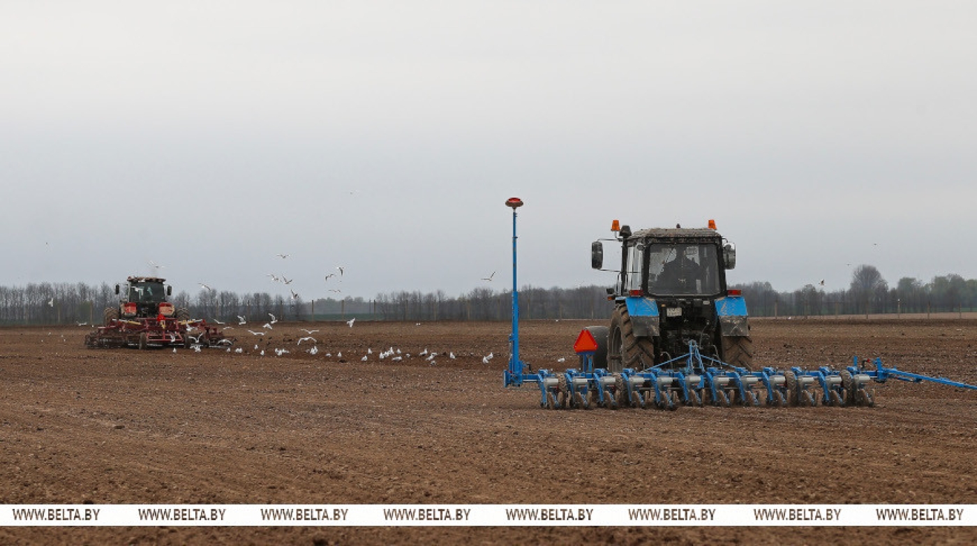 В Беларуси начали сеять сахарную свеклу