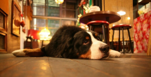 Что грозит за нарушение правил содержания домашних животных?