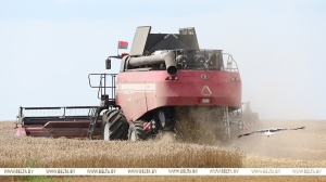 В Минской области намолотили более 500 тыс. тонн зерна