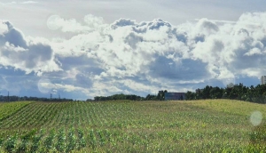 До +22°С будет сегодня в Беларуси