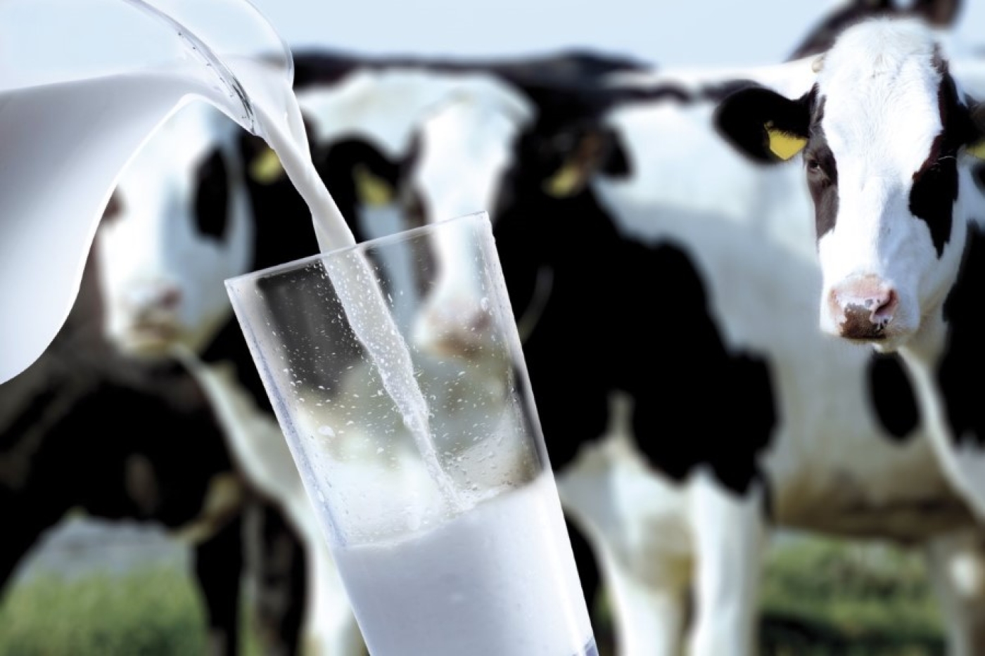 Производство молока сельхозорганизациями Беларуси выросло почти на 6% в 2023 году