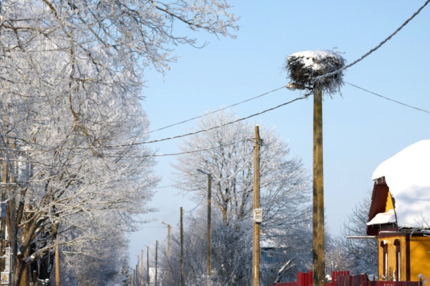 В Беларуси запретили уничтожать птичьи гнезда. Причины разъяснили орнитологи