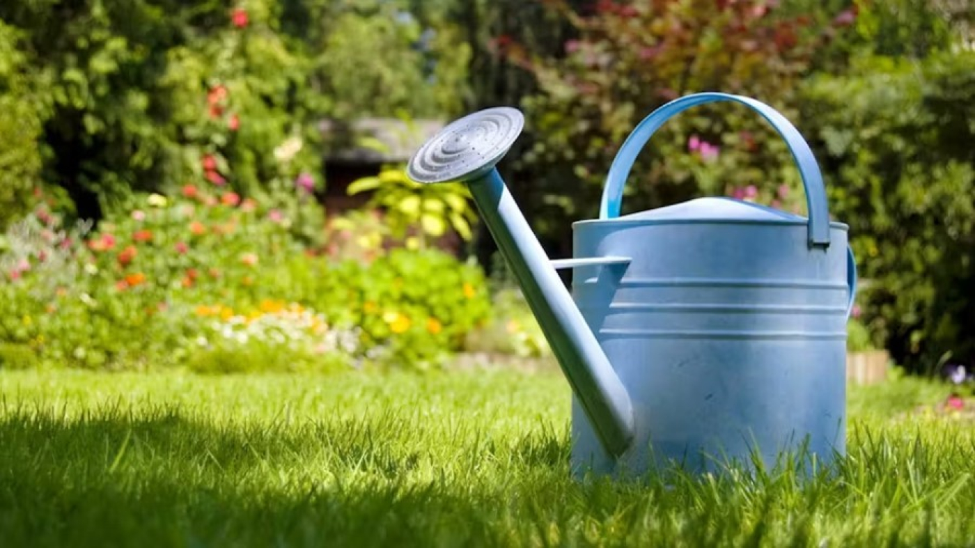 Акция "Полей дерево"