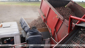 В Беларуси убрали картофель почти с 20% площадей