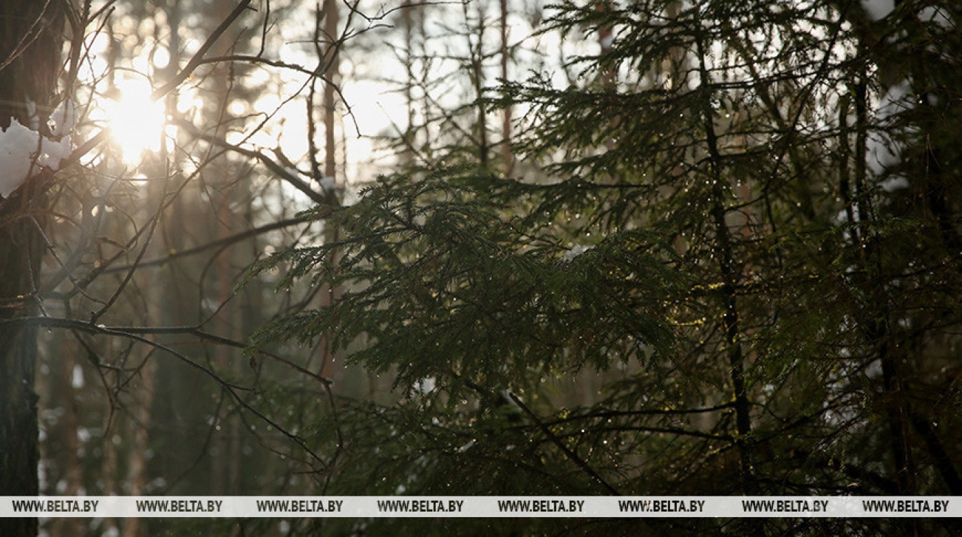 Ограничения на посещение лесов действуют в 31 районе Беларуси