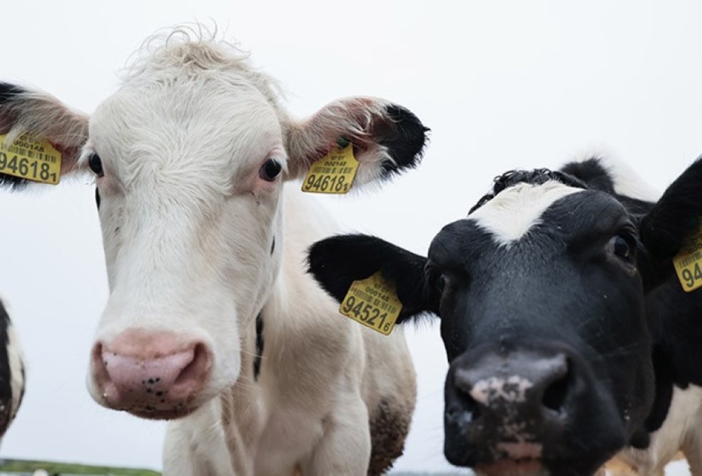 Какое в Беларуси поголовье скота и птицы, рассказали в Белстате