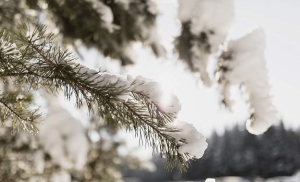 Погода 11 декабря: облачно, местами дождь и снег, до +2 °С