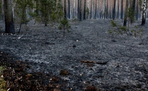 Торфяной пожар в Петриковском районе локализован