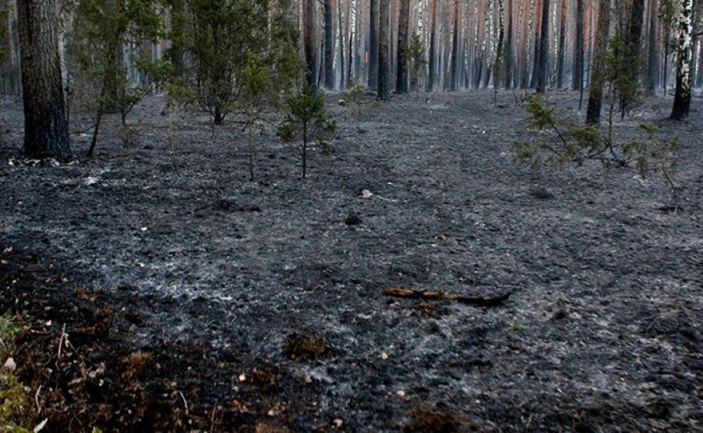 Торфяной пожар в Петриковском районе локализован