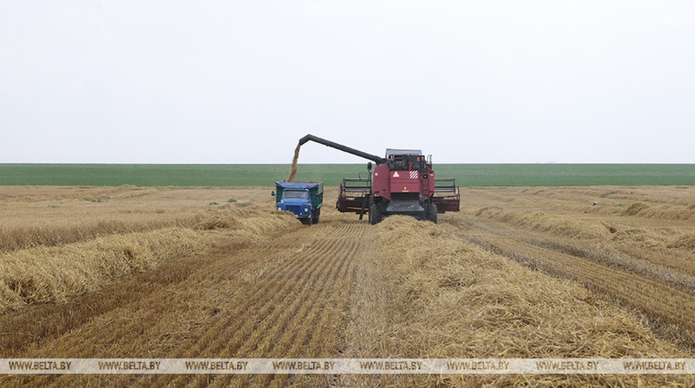 27 молодежных экипажей участвуют в уборке зерновых в Минской области