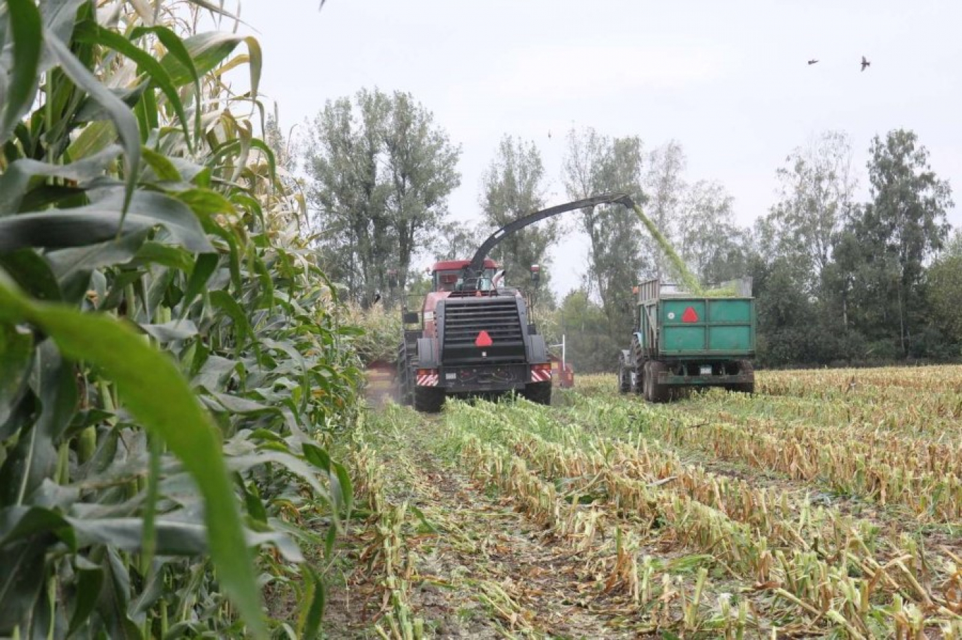 В области завершаются сельскохозяйственные работы по уборке урожая