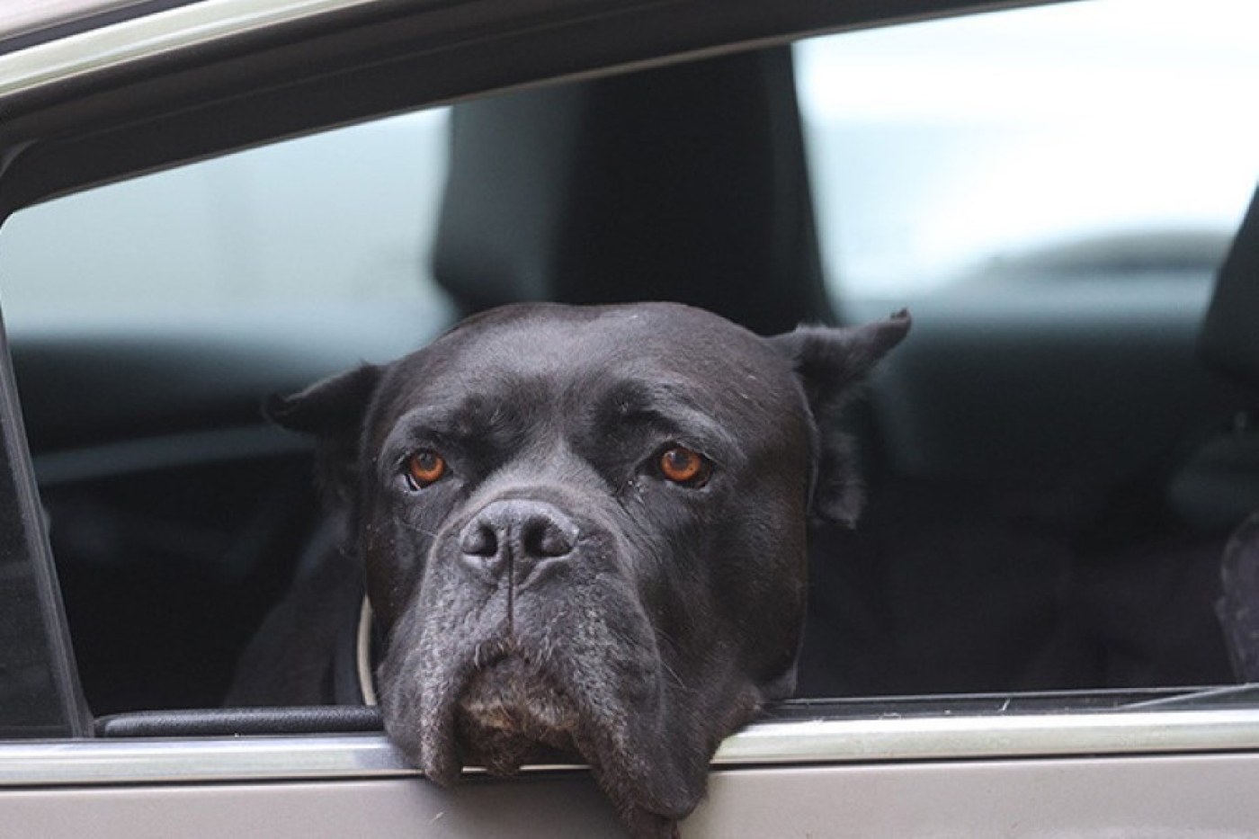 "Обязательно для всех". Что изменится в уплате налогов на собак в Минске