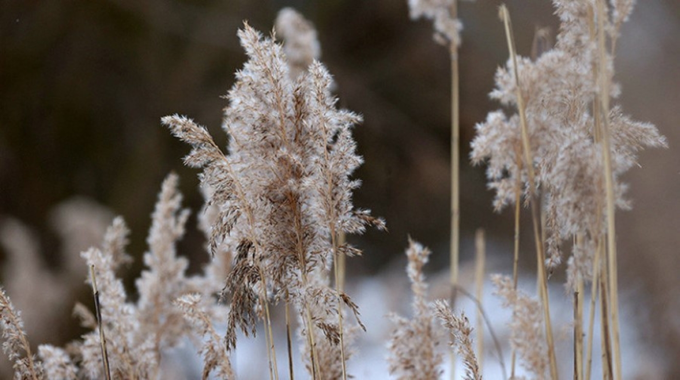 Погода в Беларуси 14 февраля: снег, порывистый ветер и от -15 °С до 0 °С